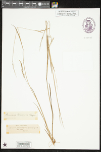 Panicum tenerum image