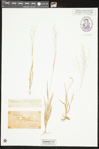 Panicum philadelphicum image