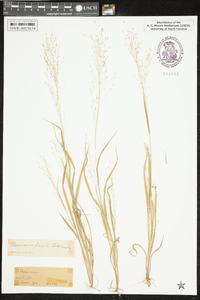 Panicum flexile image