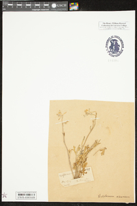 Delphinium carolinianum image