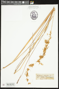 Sorghastrum secundum image