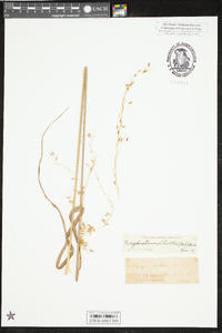 Sorghastrum elliottii image