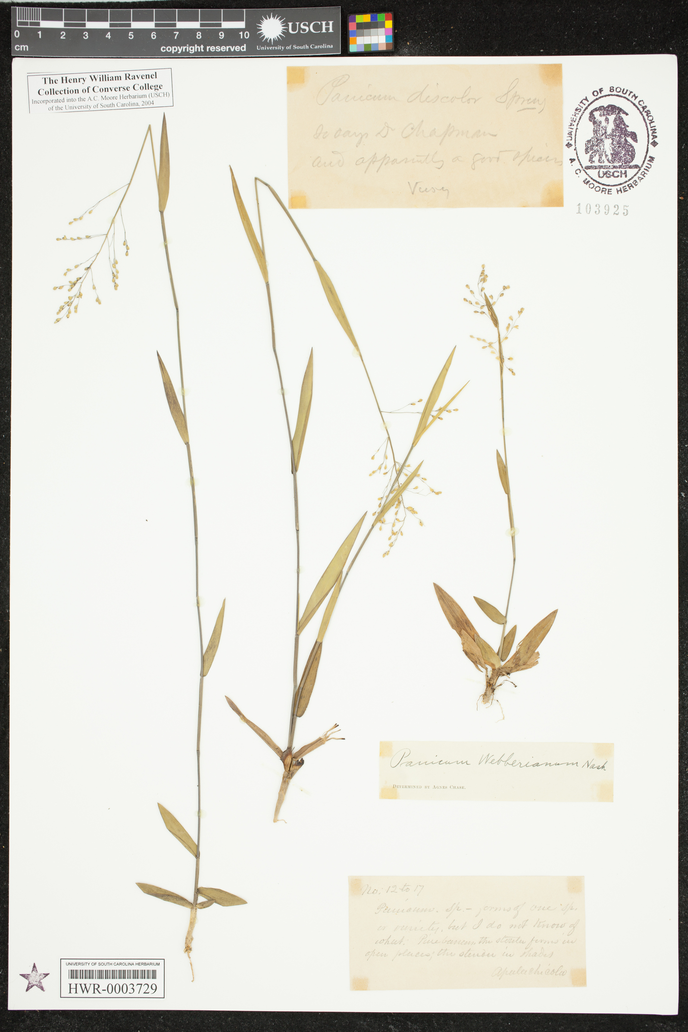 Panicum portoricense image