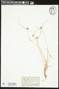 Cyperus neotropicalis image