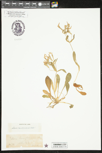 Silene caroliniana image