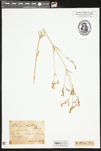 Silene italica image