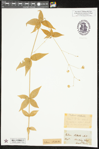 Silene stellata image