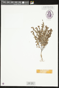 Phyllanthus caroliniensis image