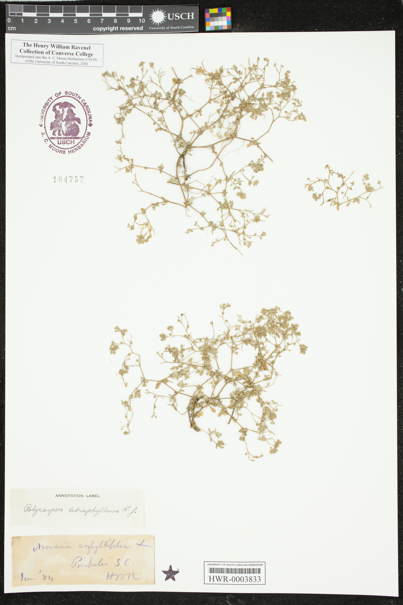Polycarpon image