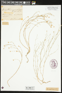 Petrorhagia saxifraga subsp. saxifraga image