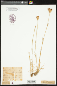 Image of Dianthus liburnicus