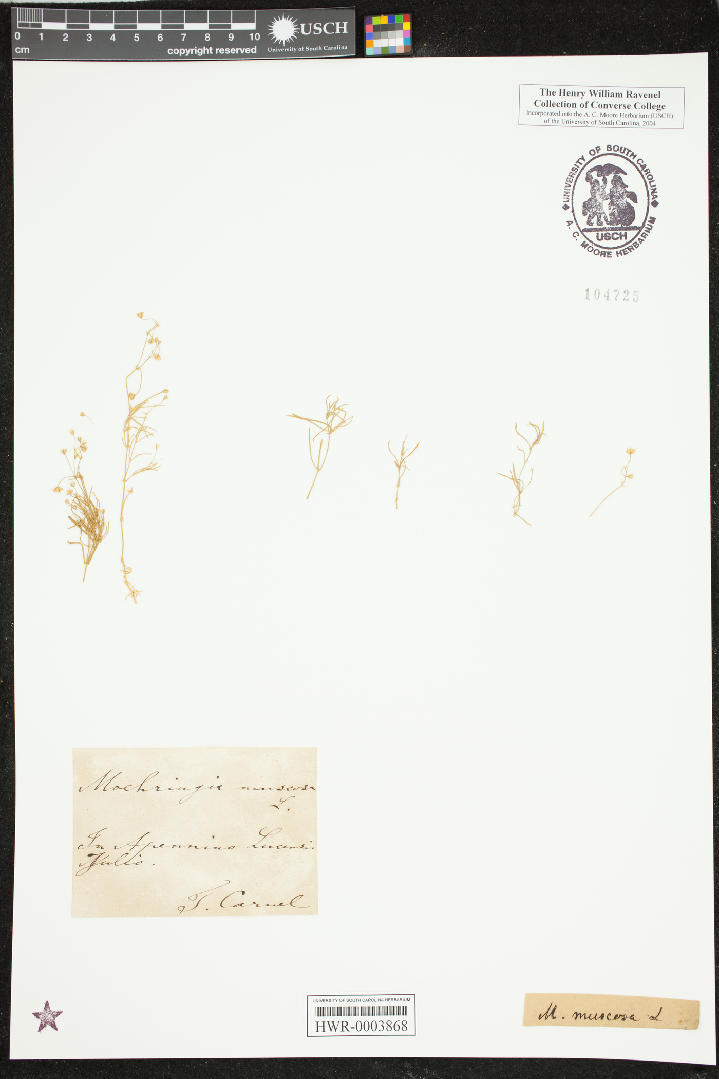 Moehringia muscosa image