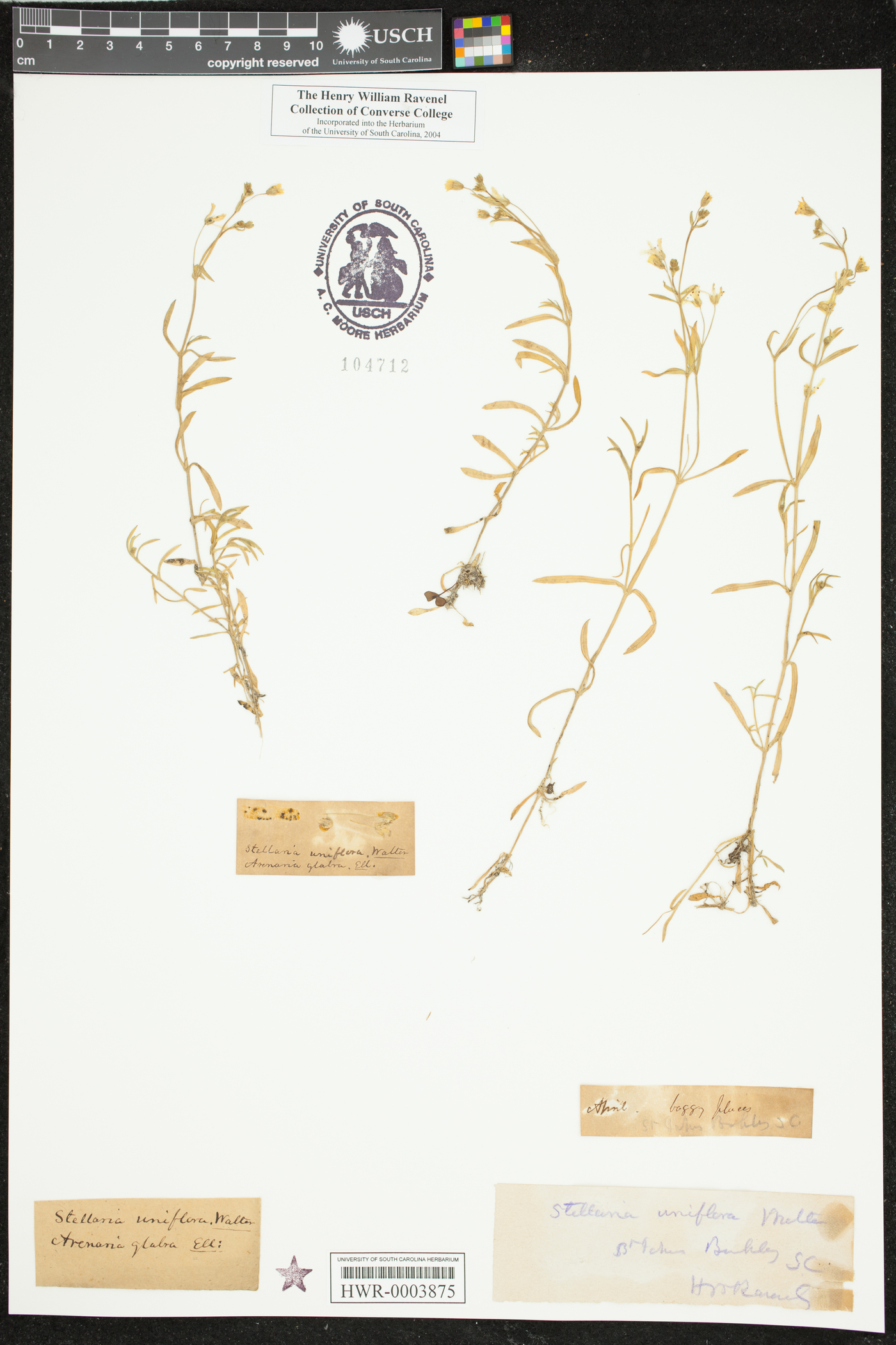 Mononeuria uniflora image