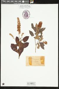 Clethra alnifolia image