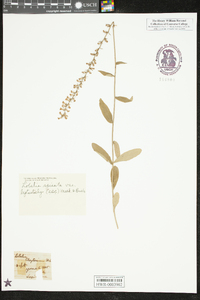 Lobelia spicata var. leptostachys image