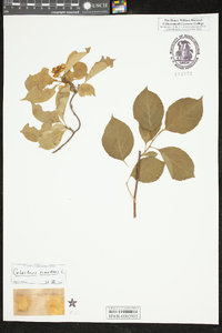 Celastrus scandens image