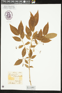 Euonymus atropurpureus image