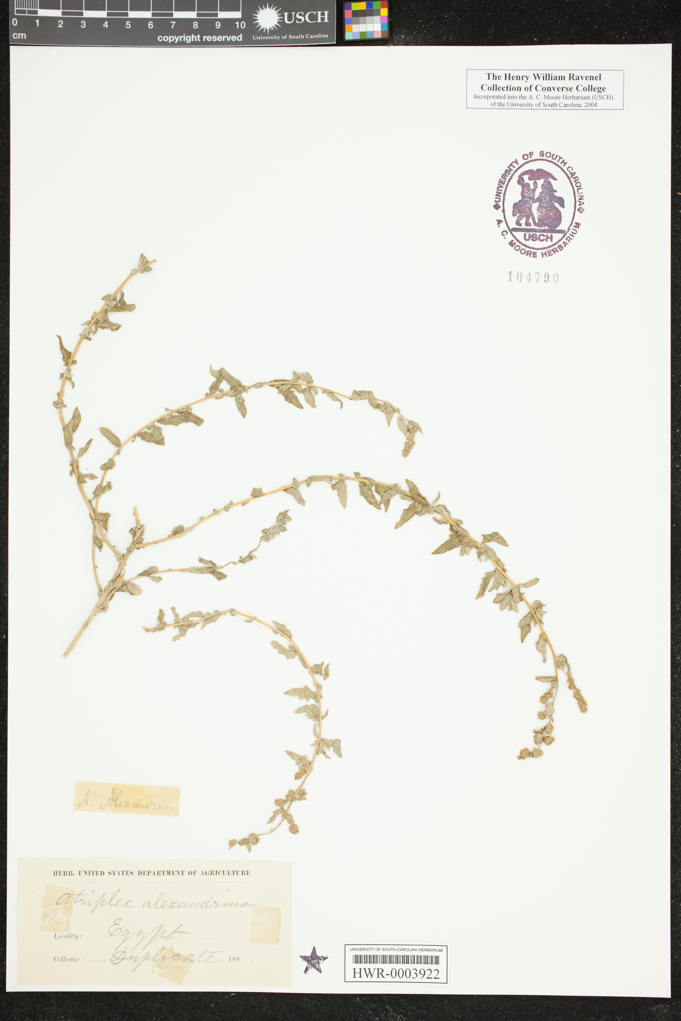 Atriplex stylosa var. alexandrina image