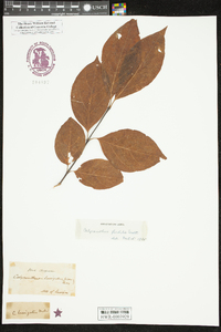 Calycanthus floridus image