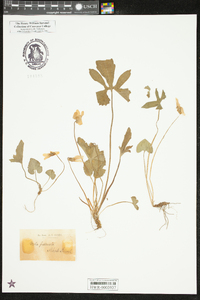 Viola palmata image