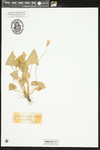 Viola palmata image