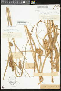 Carex lupuliformis image