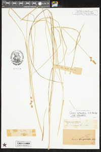 Carex atlantica subsp. atlantica image