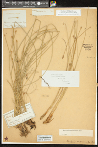 Eleocharis melanocarpa image