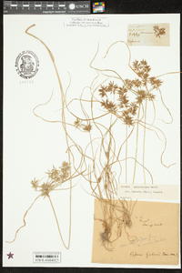 Cyperus polystachyos var. texensis image