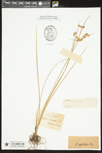 Cyperus dentatus image