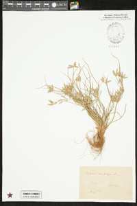 Cyperus compressus image