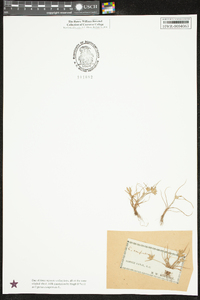 Cyperus compressus image