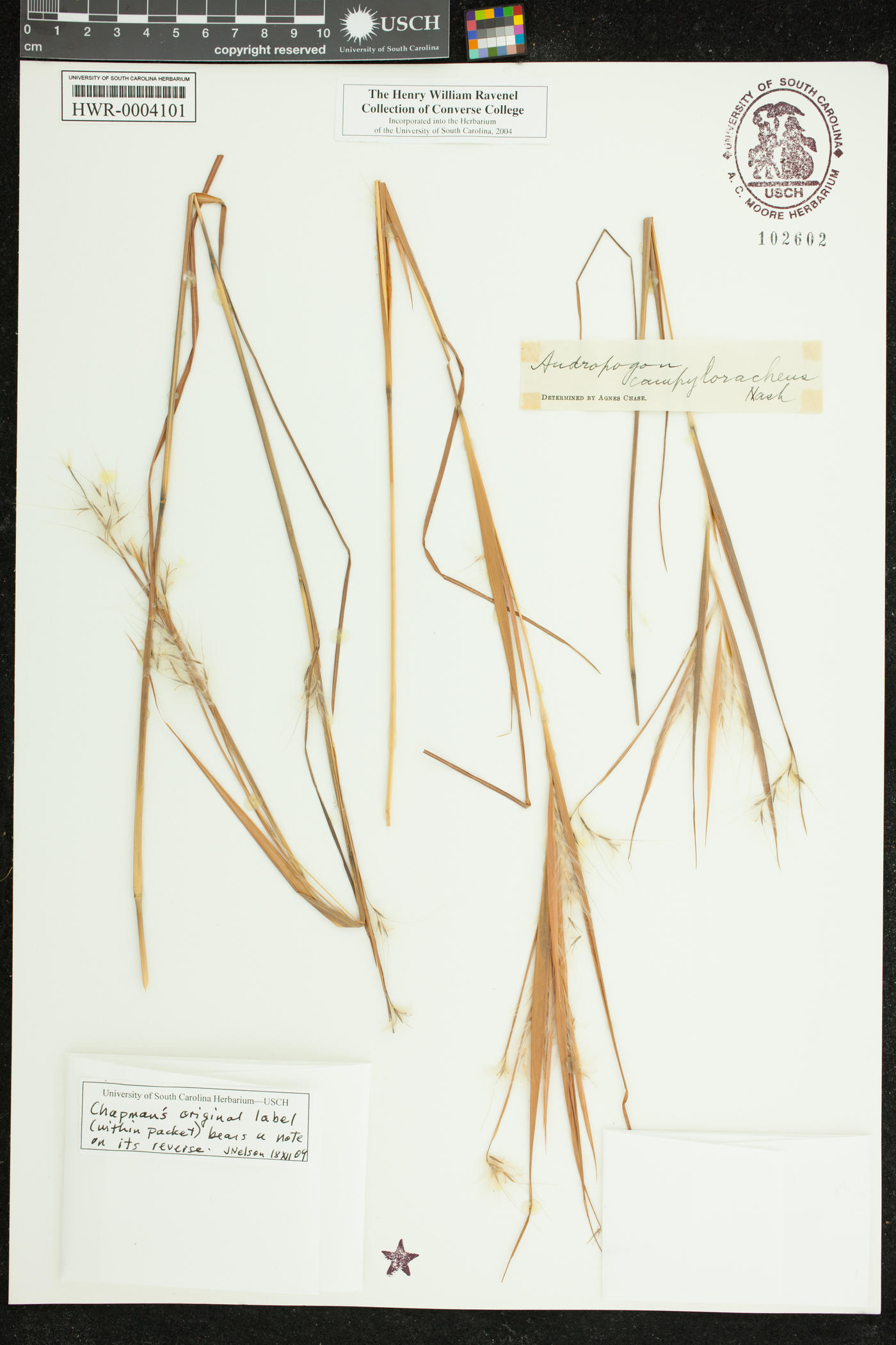 Andropogon campyloracheus image