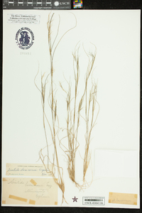 Aristida basiramea image