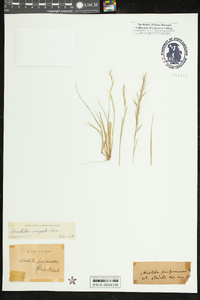 Aristida purpurascens image