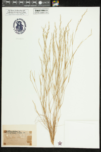 Aristida dichotoma image