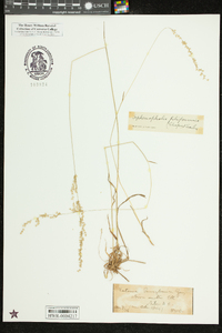 Sphenopholis filiformis image