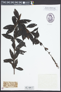 Veronicastrum virginicum image