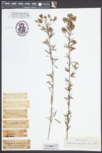 Lespedeza angustifolia image