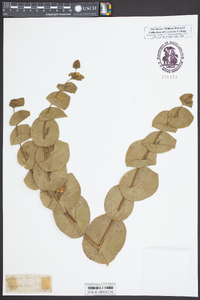 Baptisia perfoliata image