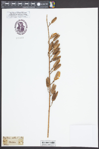 Baptisia alba image