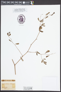 Baptisia serenae image