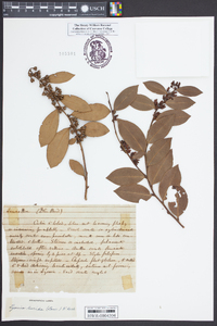 Lyonia lucida image