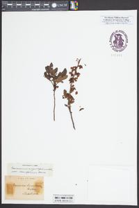 Vaccinium angustifolium image