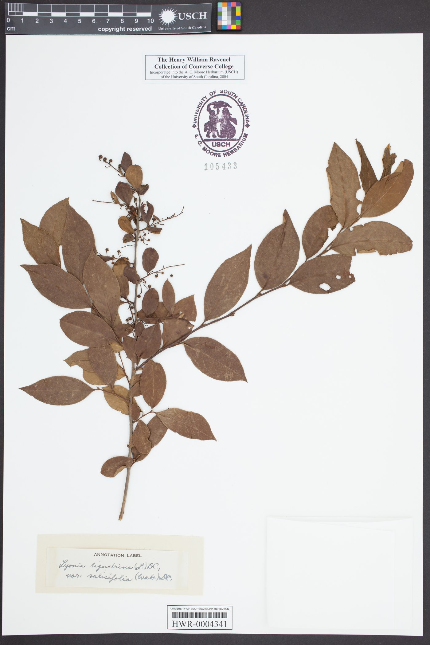 Lyonia ligustrina var. salicifolia image