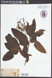 Oxydendrum arboreum image