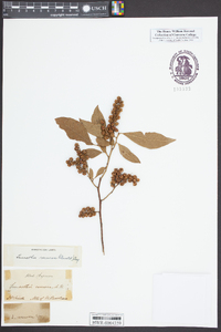 Leucothoe recurva image