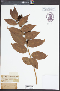 Leucothoe axillaris image