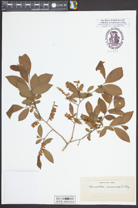 Leucothoe racemosa image