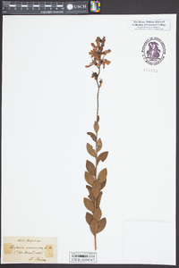 Bejaria racemosa image